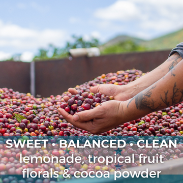 Honduras Finca La Esmeralda Anaerobic Red Honey Organic